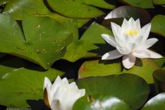 waterlelie#(20220724)b flora