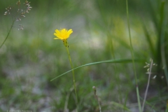 kleine leeuwentand#(20220724) flora