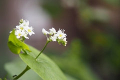 boekweit#(20210726) flora