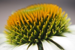 zonnehoed#(20200727) flora