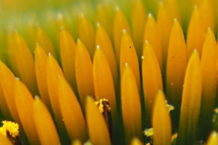 zonnehoed#(20200727)a flora