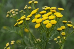 boerenwormkruid#(20200727)aa flora