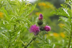 distel#(20200727) flora