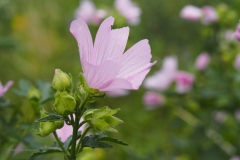 muskuskaasjeskruid#(20200727) flora