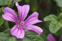 groot kaasjeskruid#(20200727) flora