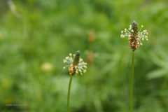 weegbree#(20200727) flora