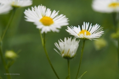 zomerfijnstraal#(20200727) flora