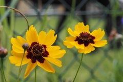 meisjesogen#(20200727) flora