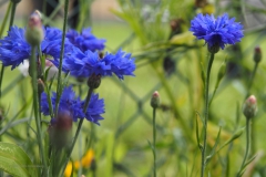 korenbloem#(20200727) flora