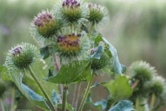 grote klit#(20220729) flora