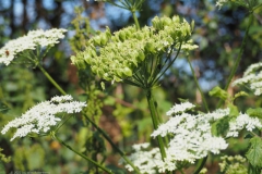 berenklauw#(20220729) flora