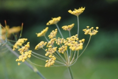venkel#(20210729) flora