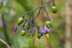 bitterzoet#(20220729) flora