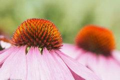 zonnehoed#(20210729) flora