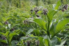 gewone smeerwortel#(20220729) flora