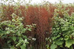 zuring#(20220729) flora