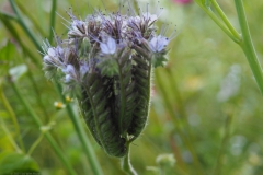 phacelia#(20210729) flora