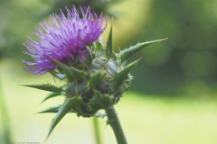 distel#(20210729) flora