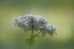 boekweit#(20210729) flora