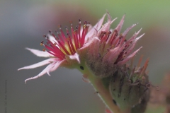 sedum#(20210729) flora
