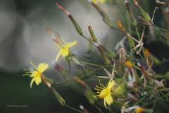 muursla#0737 (20200730) flora