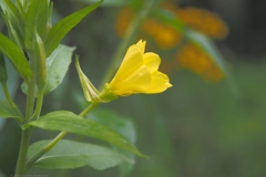 teunisbloem#(20210803) flora
