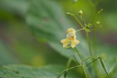 springzaad#(20210803) flora