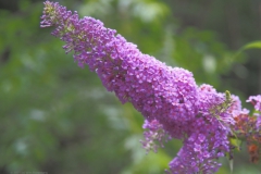 vlinderstruik#(20210803)a flora