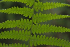 varen#(20210803) flora