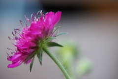 knautia#(20200805)li flora