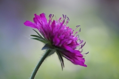 knautia#(20200805)re flora