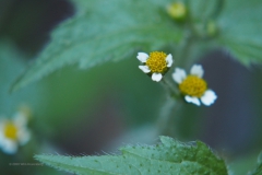 knopkruid#(20200805) flora