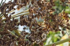 berenklauw#(20240805)a flora