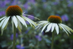 zonnehoed#(20200805)a flora