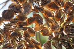 berenklauw#(20240805)b flora