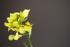 herik#(20210807) flora