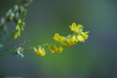 klaver#(20220810) flora
