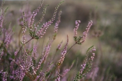 heide#(20200810) flora