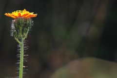 havikskruid#(20210810) flora