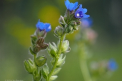 ossentong#(20230813)a flora