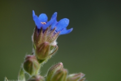 ossentong#(20230813)b flora