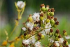 jacobskruiskruid#(20230813) flora