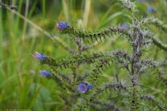 slangenkruid#(20230813)a flora