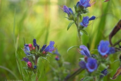 slangenkruid#(20230813)b flora