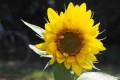 zonnebloem#(20200814)a flora