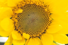 zonnebloem#(20200814)b flora