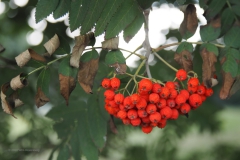 lijsterbes#(20200814) flora