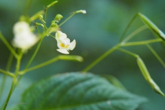 klein springzaad#(20200814) flora