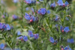 slangenkruid#(20210815)a flora