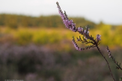 heide#(20230815)b flora